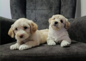 Maltipoo yavru